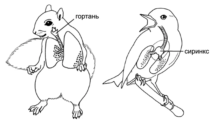 Тайны пернатых: как птицы могут говорить и петь без губ и голосовых связок?