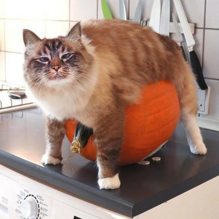 Неудачные кадры: 17 котиков, попавших в самые нелепые ситуации