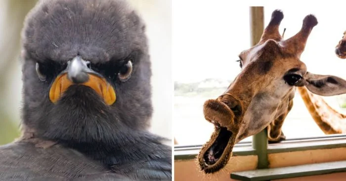Забавные моменты в дикой природе: 19 фотографий, на которых животные показали свою смешную сторону