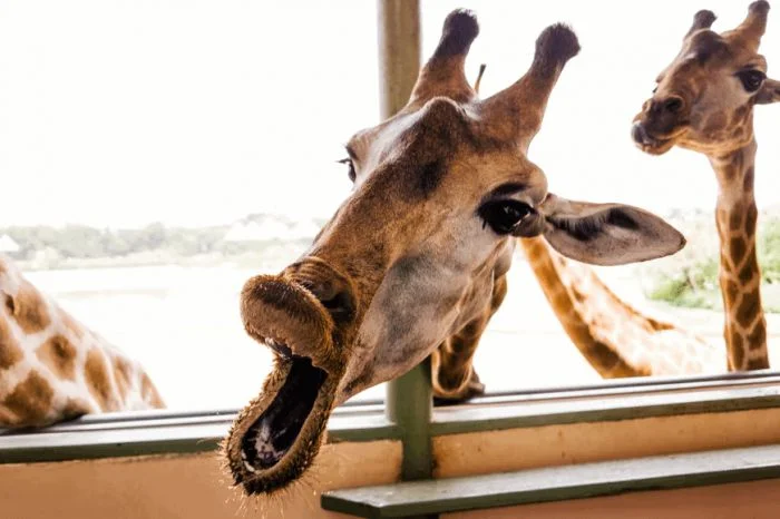 Забавные моменты в дикой природе: 19 фотографий, на которых животные показали свою смешную сторону