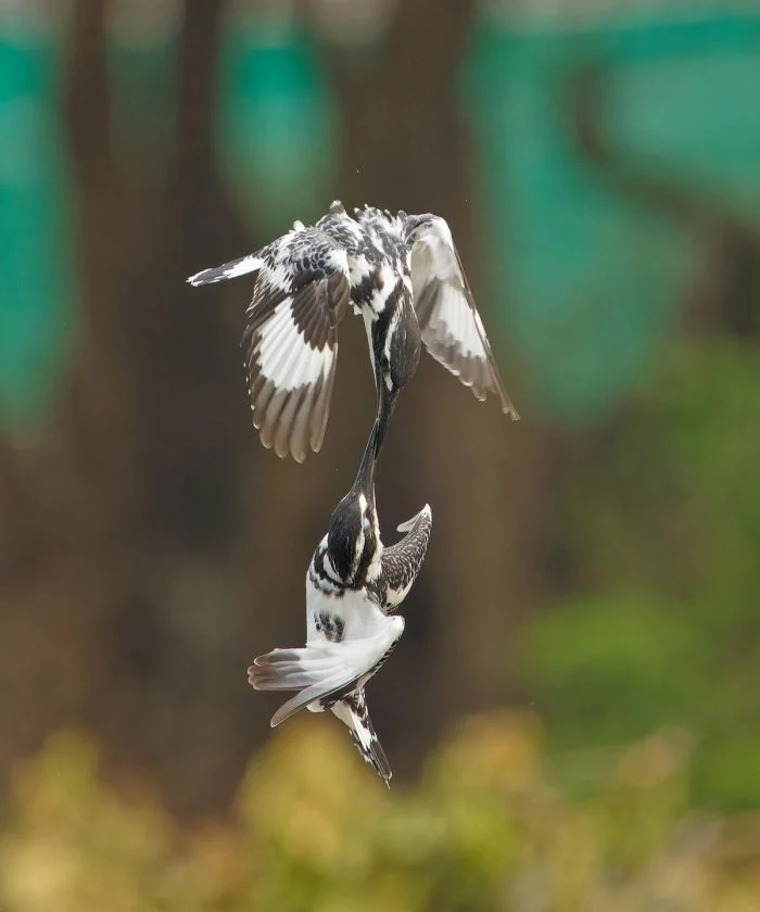 На общую тему