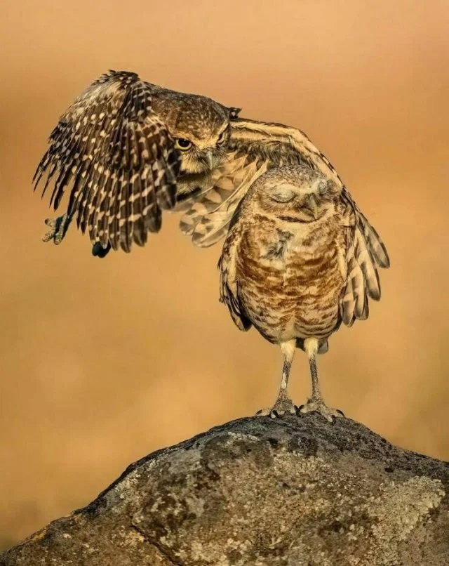 Намешалось