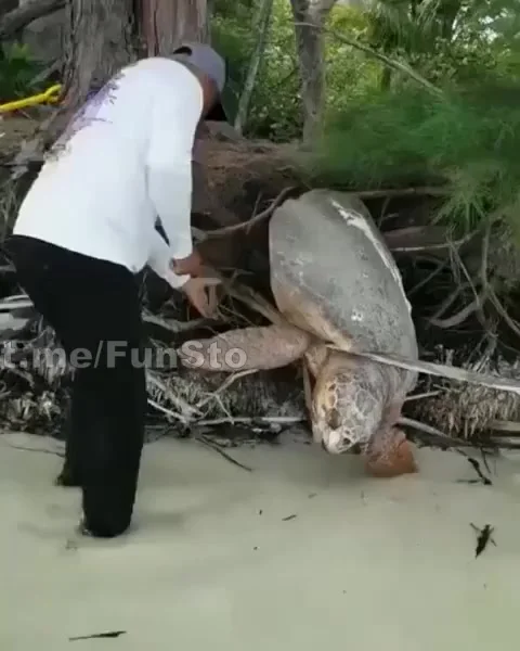 Спасение черепахи⁠⁠