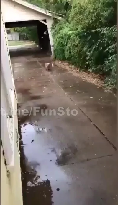 Пёсик привел домой бездомного котенка
