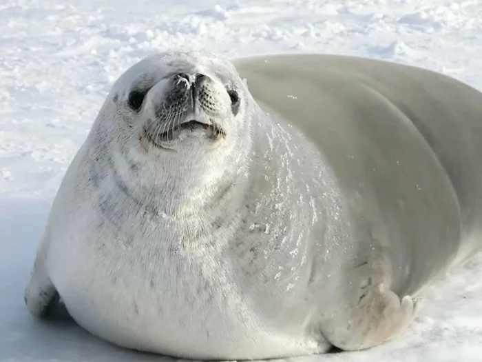 Секреты зубов тюленей в Антарктиде: как обилие планктона влияет на их состояние