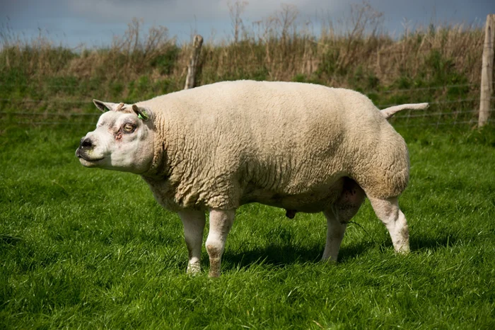 Невероятный Белтекс: история выведения породы овец «овцепса» и их удивительный внешний вид