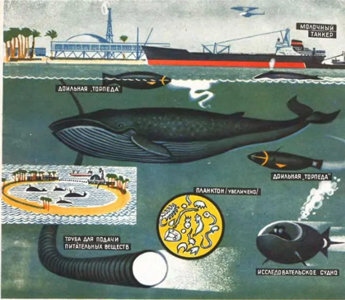Амбиции на грани реальности: попытка создания фермы китов в СССР на искусственных островах