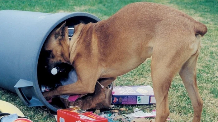 Противостояние догхантерам: как защитить собаку от отравления