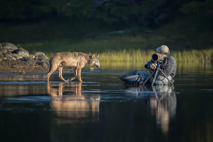 Места обитания волков в России: анализ ситуации на основе небольшой статистики