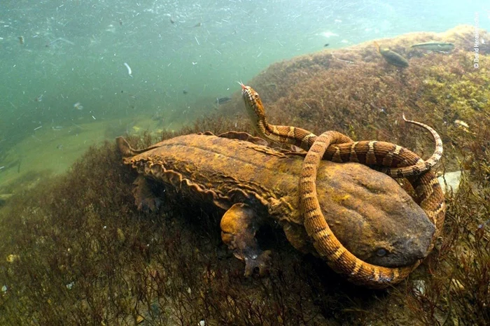 Тайные жители рек и озёр Америки: обитатели саламандров-гигантов и их жизнь, полная охоты и противоборств