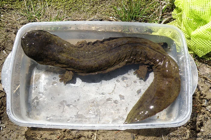 Тайные жители рек и озёр Америки: обитатели саламандров-гигантов и их жизнь, полная охоты и противоборств