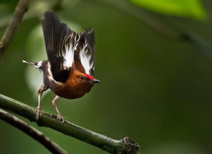 Удивительная птица, поющая крыльями: история о создании музыки через трансформацию голоса в музыкальный инструмент