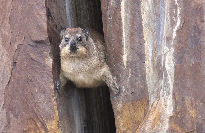 Загадка дамана: почему тела этих незаметных зверей напоминают слонов?
