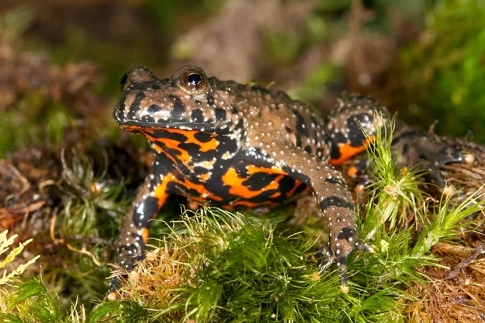 Тайны яда: особенности ядов у жаб в российской фауне