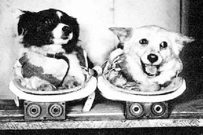 Верные помощники: история собак в космосе времен СССР