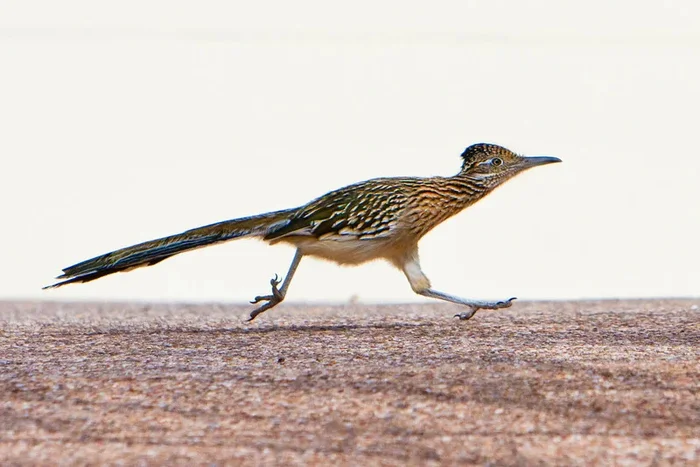 Когда милый облик обманывает: персонаж из мультфильма превратился в нечто гораздо более опасное