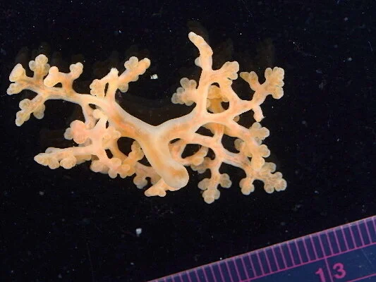 Необычный обитатель нашей планеты