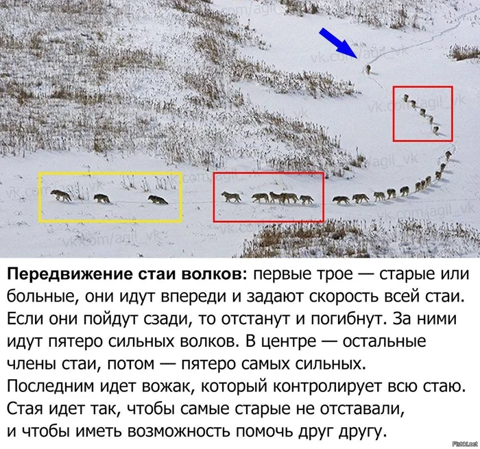 Разрушенные мифы: как одна неправильная теория о «альфа» и «омега» изменила представление о поведении собак