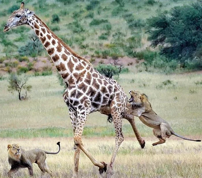 Тайна высоты: как сердце жирафа справляется с невероятным давлением
