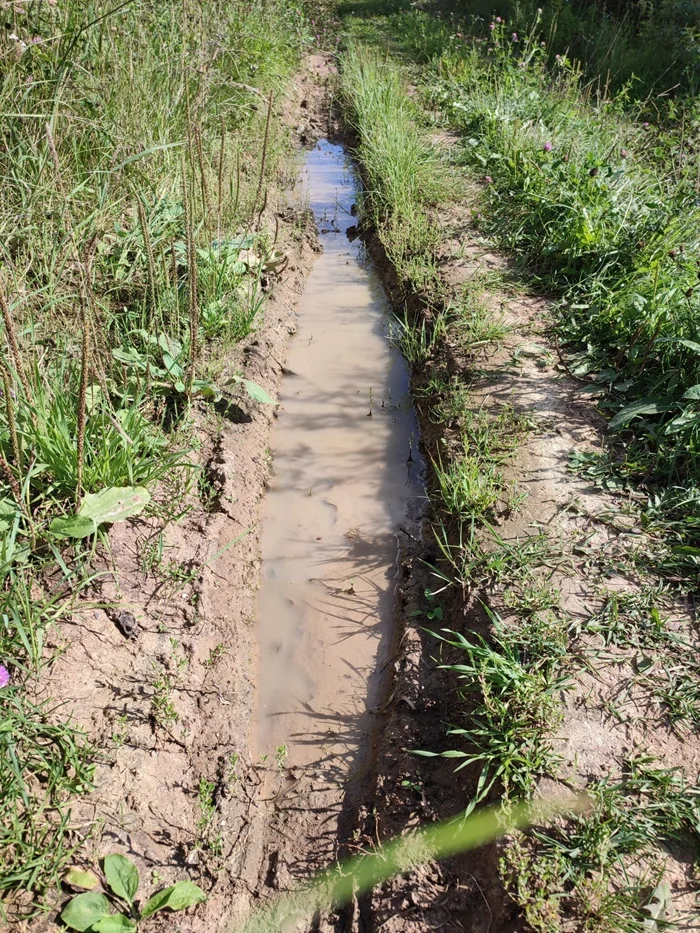 Таинственные существа: история щитня, которые проводят десятилетия в сне