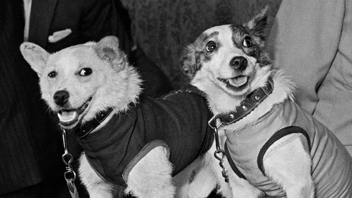 Секреты космических путешествий: почему СССР выбрал собак для полетов в космос, игнорируя более сходных с людьми обезьян