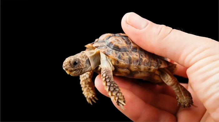 Загадочная малышка: уникальные черты капской крапчатой черепахи