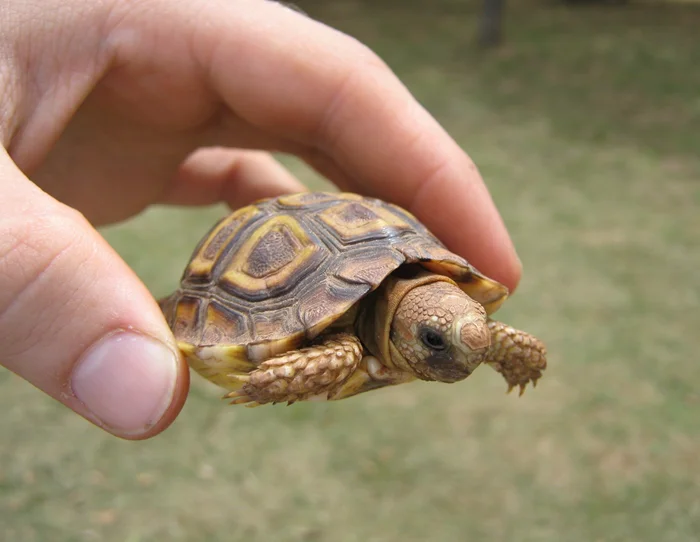 Загадочная малышка: уникальные черты капской крапчатой черепахи