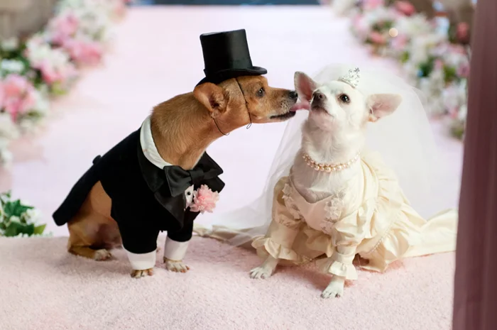 Собачья свадьба - что это такое?