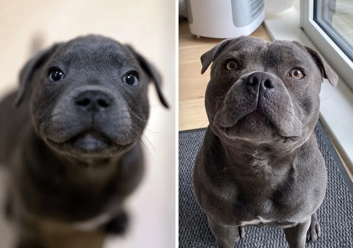 30 фотографий, показывающих, как меняются собаки со временем