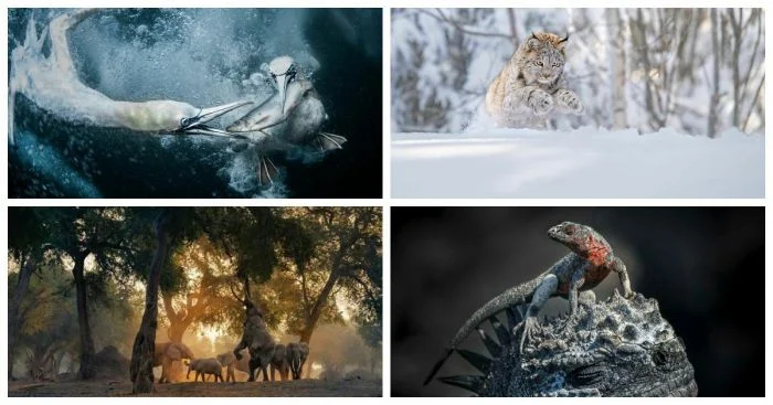 Искусство природы: лучшие снимки от победителей World Nature Photography Awards 2024