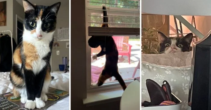 До и после активации режима 'любопытной Варвары'