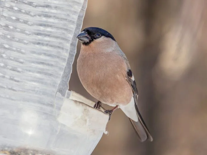 На общую тему