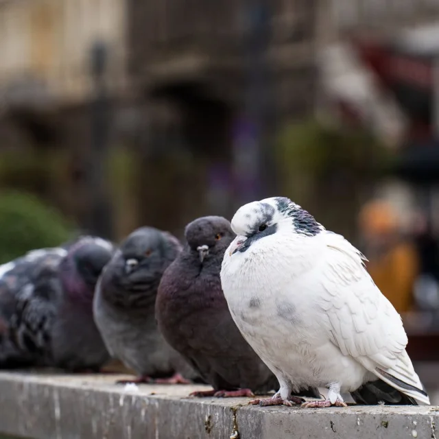 Интеллектуальные звезды животного мира