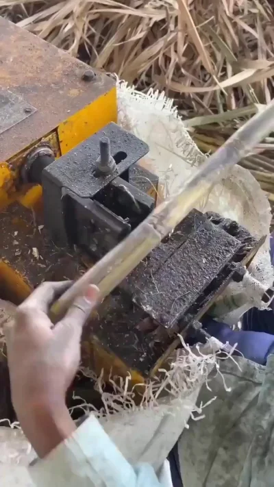 Посадка сахарного тростника методом одной почки⁠⁠