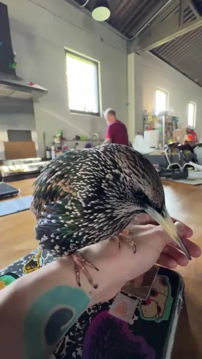 Навалила джазу