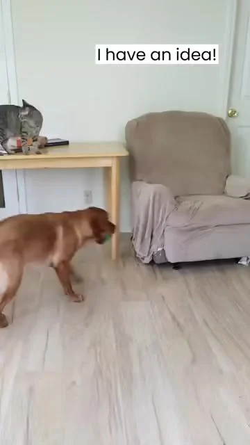 Собака учит кота играть с ним