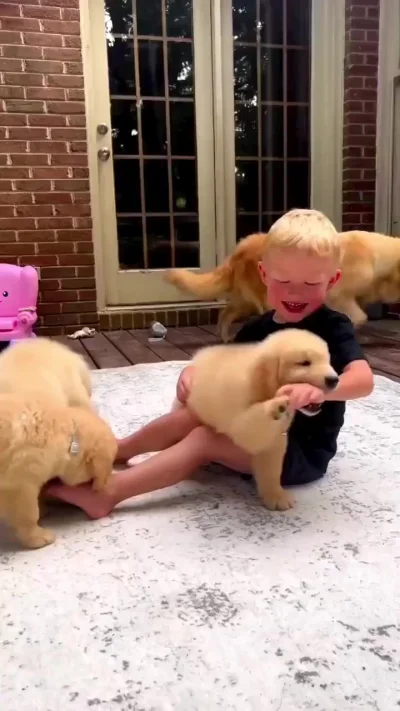 Нападение собак на ребёнка