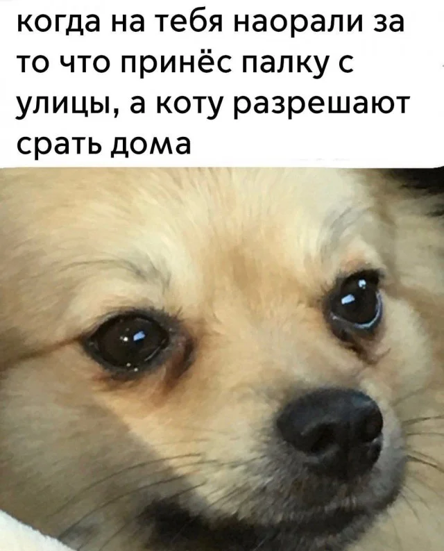 Мемы для по настоящему взрослых