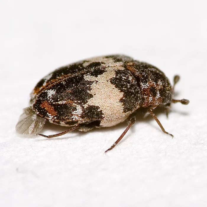 Кожееды: незваные гости в вашем доме. Стоит ли волноваться о маленьких соседях?