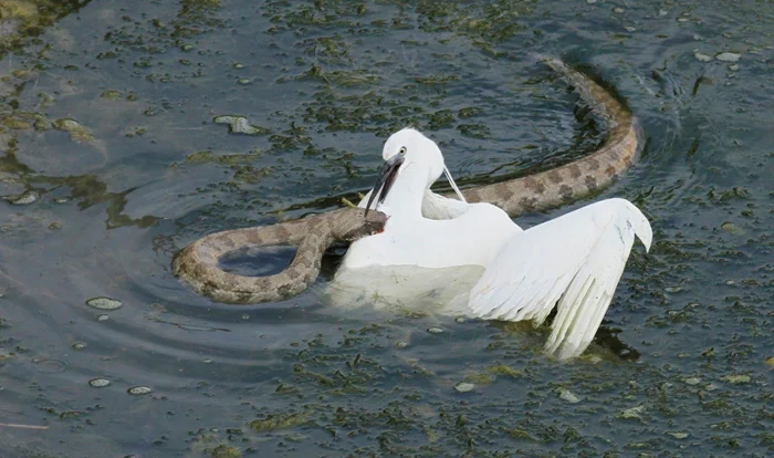 Гюрза: коварный хищник с ядовитым укусом. Опасная змея России с характером