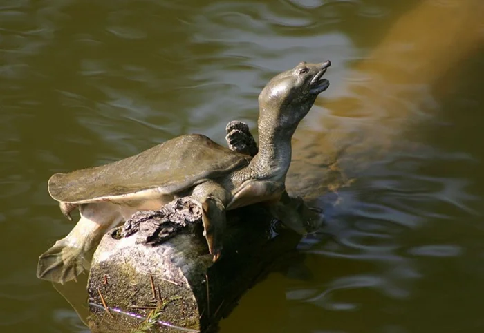 Амурский трионикс: мрачная сторона русской черепахи. Почему лучше держаться подальше?
