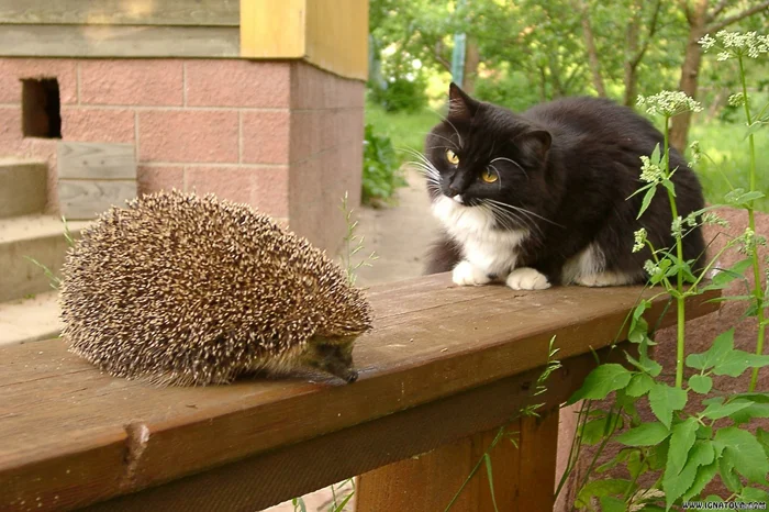 Остерегайтесь: Почему появление ежа на участке может означать беду для хозяев?