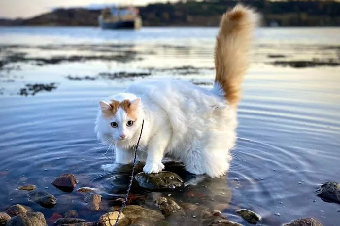 Поклонение воде: Турецкий ван — кошки, которые не боятся плавать