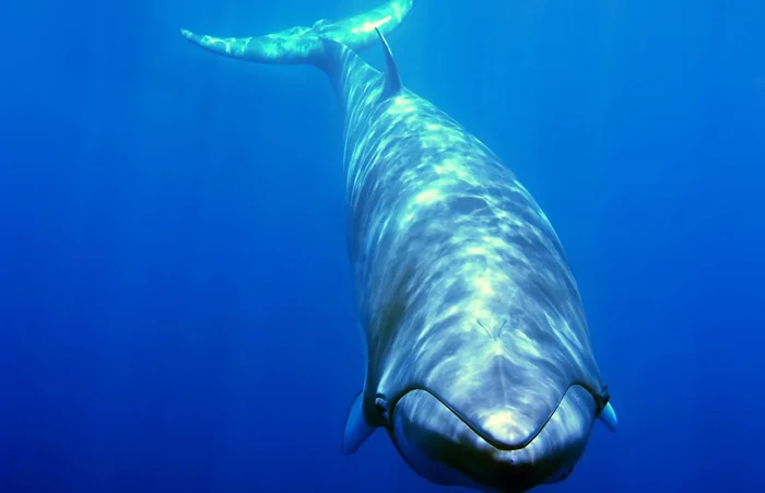 Кит-52 герца: Загадочное одиночество в мире природы.