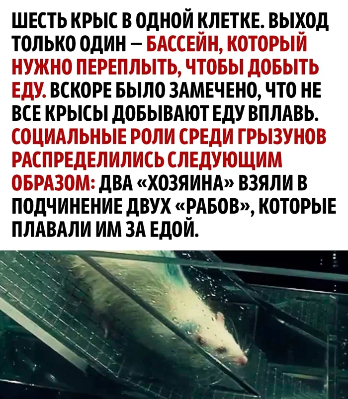 Эксперимент по выявлению начальника и подчиненного