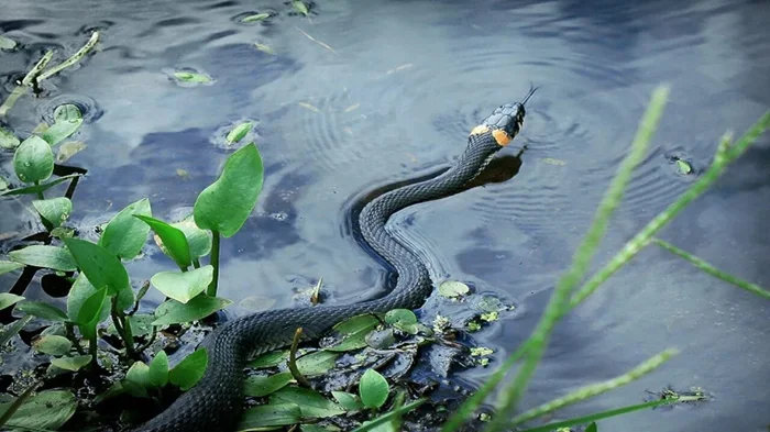 Обыкновенный уж: почему это самая безопасная и дружелюбная змея