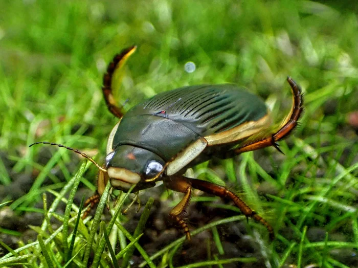 Жук-плавунец: почему его боялись в детстве и как он убивает крупных рыб