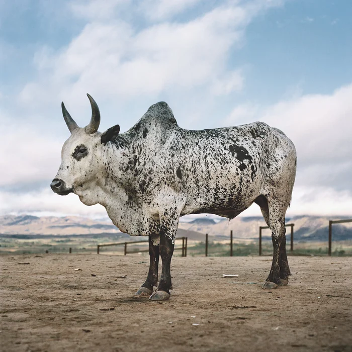 Брахманы: история создания американцами мясного чудовища из различных пород коров