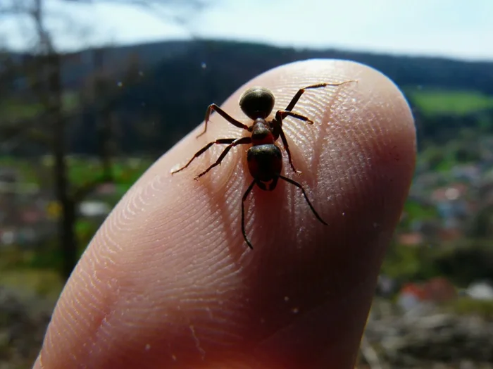 Дачные муравьи: особенности чёрных, красных, рыжих и лесных видов