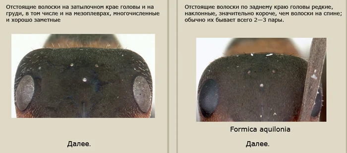 Дачные муравьи: особенности чёрных, красных, рыжих и лесных видов